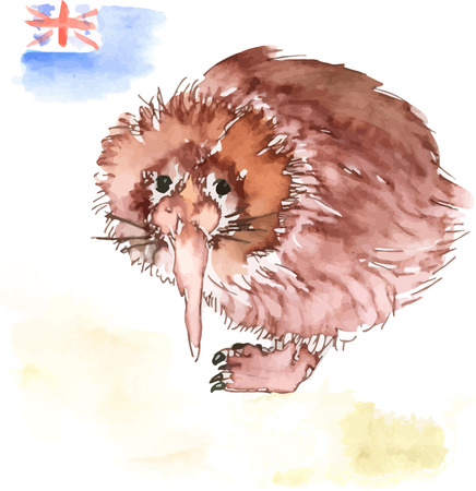 Vector watercolor brown Australian kiwi bird and flagのイラスト素材