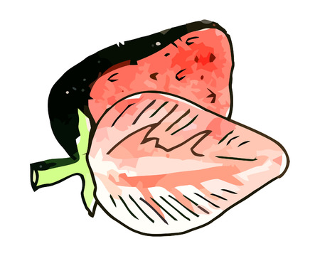 Vector watercolor strawberries on a whie backgroundのイラスト素材