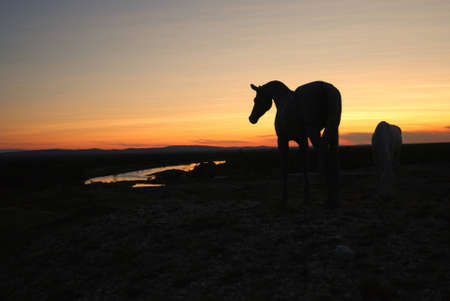 Callas in Xinjiang, China Lake at dusk の写真素材