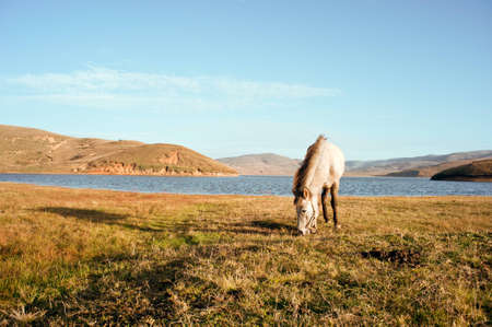 Horses grazing in the lakeの写真素材