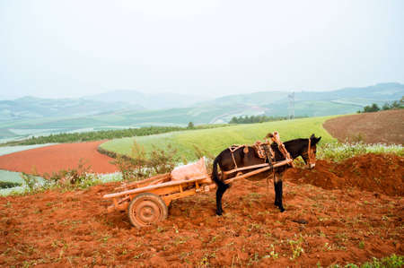 Yunnan  Terrace, Chinaの写真素材