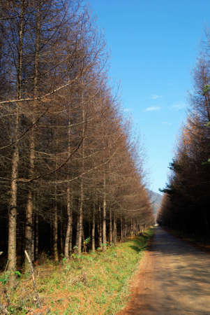 Sichuan, China, autumn leaves on the plateau の写真素材