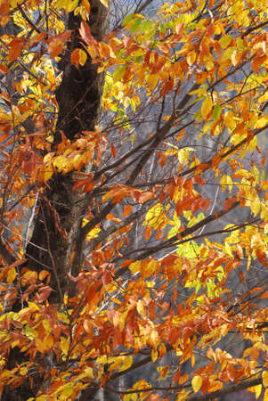 Sichuan, China, autumn leaves on the plateau 