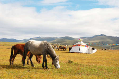 Western China, Highlands Ranch の写真素材