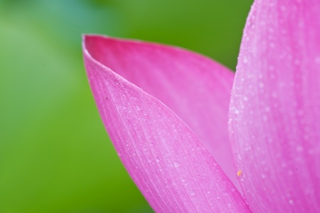 Lotus in full bloom.の写真素材