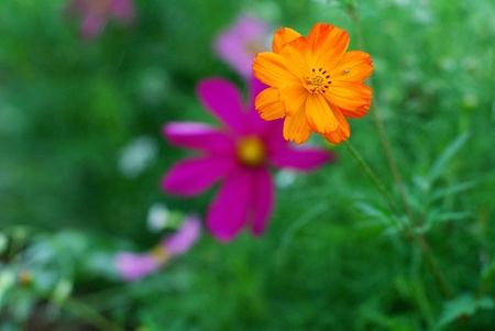 Sunflower, the wildの写真素材