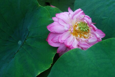 Blooming lotusの写真素材