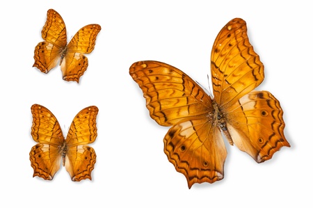 Butterfly specimensの写真素材