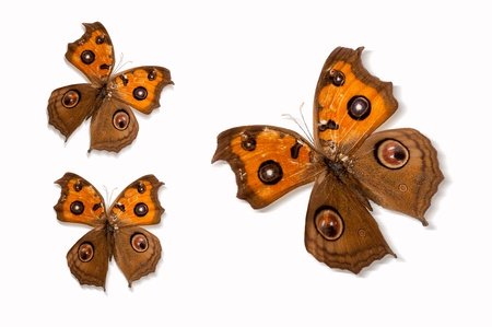 Butterfly specimensの写真素材