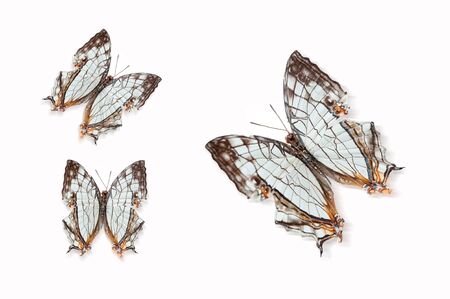 Butterfly specimensの写真素材