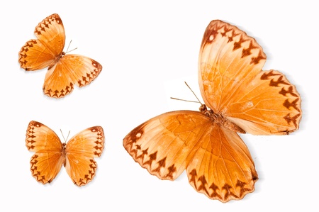 Butterfly specimensの写真素材