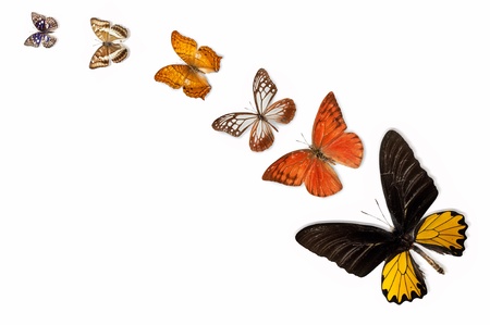 Butterfly specimens