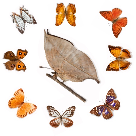 Butterfly specimensの写真素材