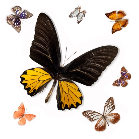 Butterfly specimensの写真素材