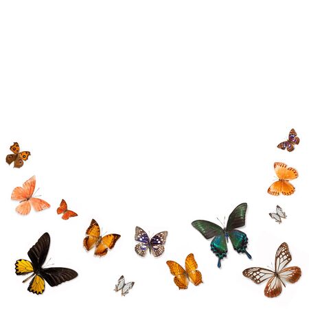 Butterfly specimensの写真素材