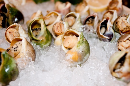 Conch, seafoodの写真素材