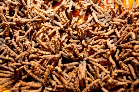 Cordyceps, herbs