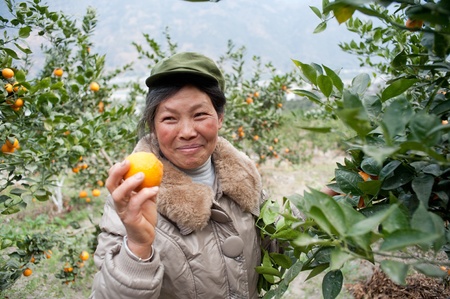 farmer picking fruitsのeditorial素材