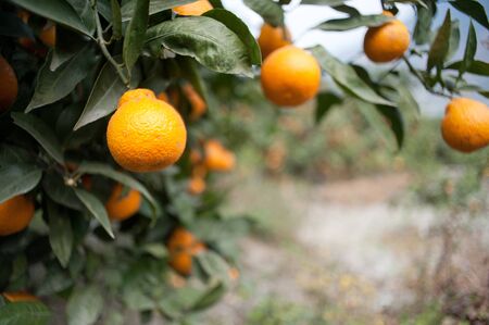 Mature fruit orchardの写真素材