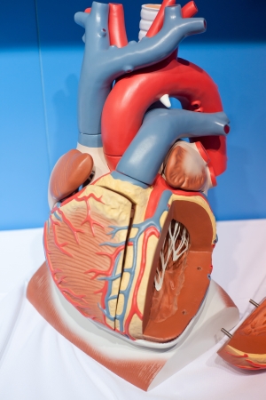 Human organs, heart modelの写真素材