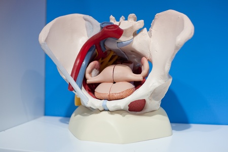 Human organs, modelの写真素材