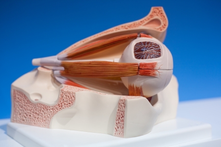 Human organs, eyes modelの写真素材