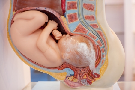 Human organ model, babyの写真素材