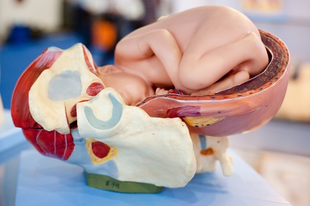 Human organ model, babyの写真素材