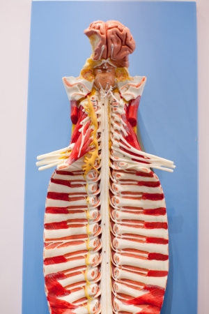 The human spine model,の写真素材
