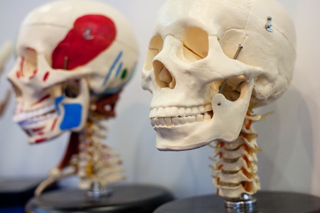 Mannequin skull