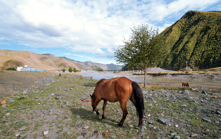 Pastoral scenery on the plateau, the horseの写真素材