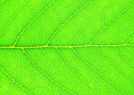 Plant background, leavesの写真素材