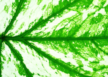 Plant background, leaves