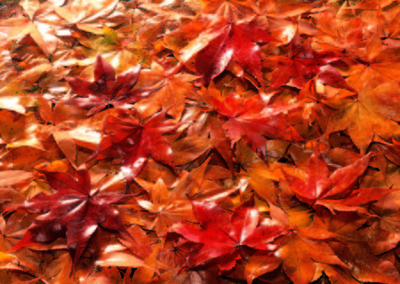 Plant background, leavesの写真素材