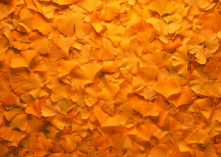 Plant background, leaves