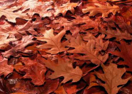 Plant background, leavesの写真素材