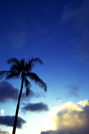Blue sea beach and coconut treesの写真素材