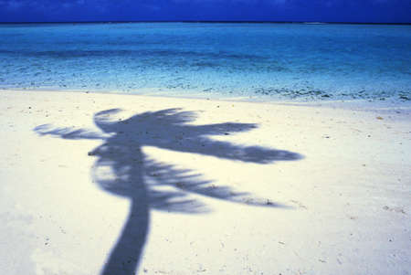 Blue sea beach and coconut treesの写真素材