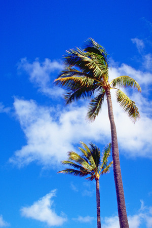 Blue sea beach and coconut treesの写真素材