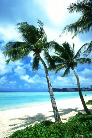 Blue sea beach and coconut treesの写真素材