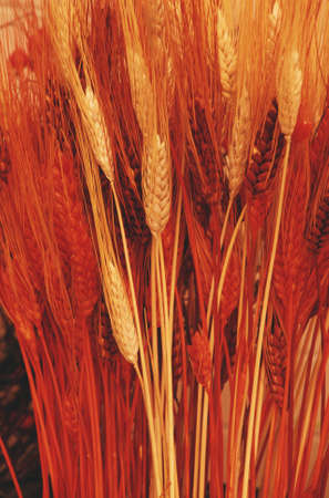 Wheat, graphic designの写真素材