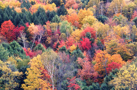 Multicolored autumn leaves, design materialの写真素材