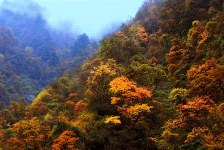 Autumn leaves mountainsの写真素材