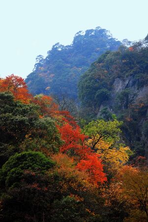 Autumn leaves mountainsの写真素材