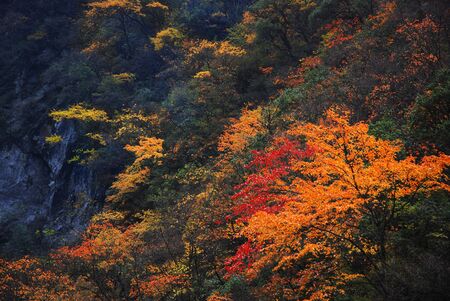 Autumn leaves mountains