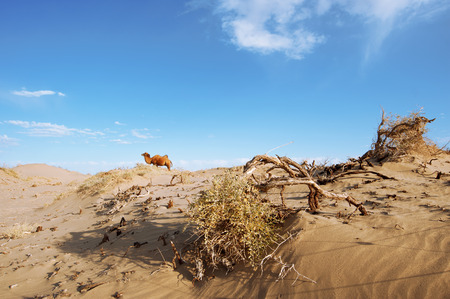China \ 's Inner Mongolia egina black shicheng siteの写真素材