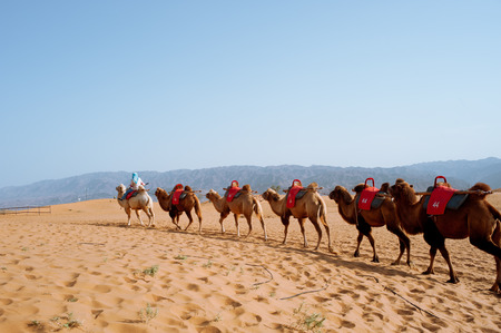 China yinchuan descending sand lakes sceneryの写真素材