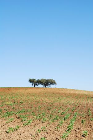Alone on the hillの写真素材