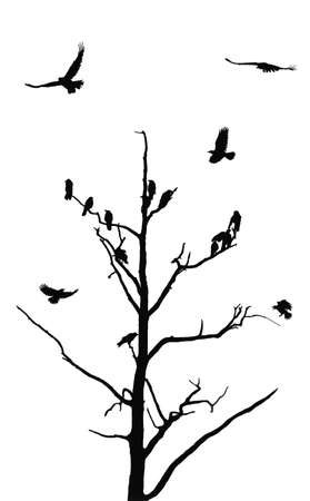 ravenの写真素材