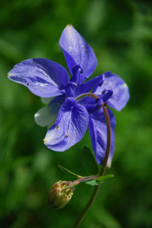 This is beautifull flower. Photo - summer 2009.の写真素材